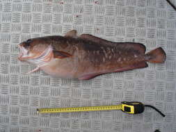 Image of Southern bastard codling