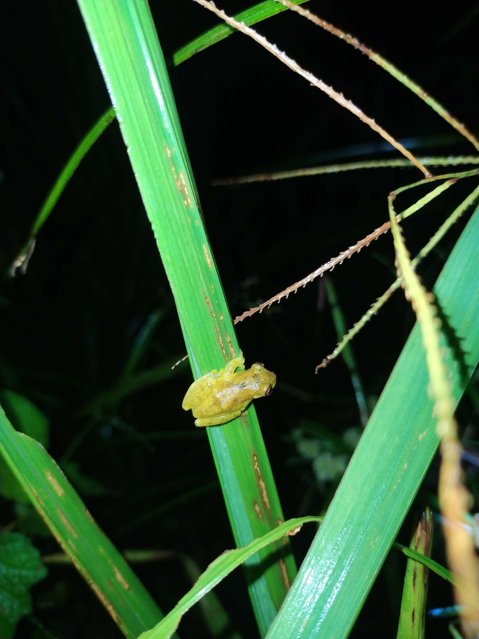 Image of Dendropsophus joannae (Köhler & Lötters 2001)