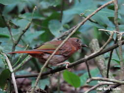 Image of Red-crowned Ant Tanager