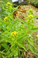 Image of Solidago multiradiata subsp. paramuschirensis (Barkalov) V. N. Voroschilov