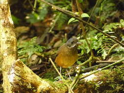 Image of Moustached Antpitta