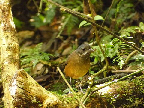 Image of Moustached Antpitta