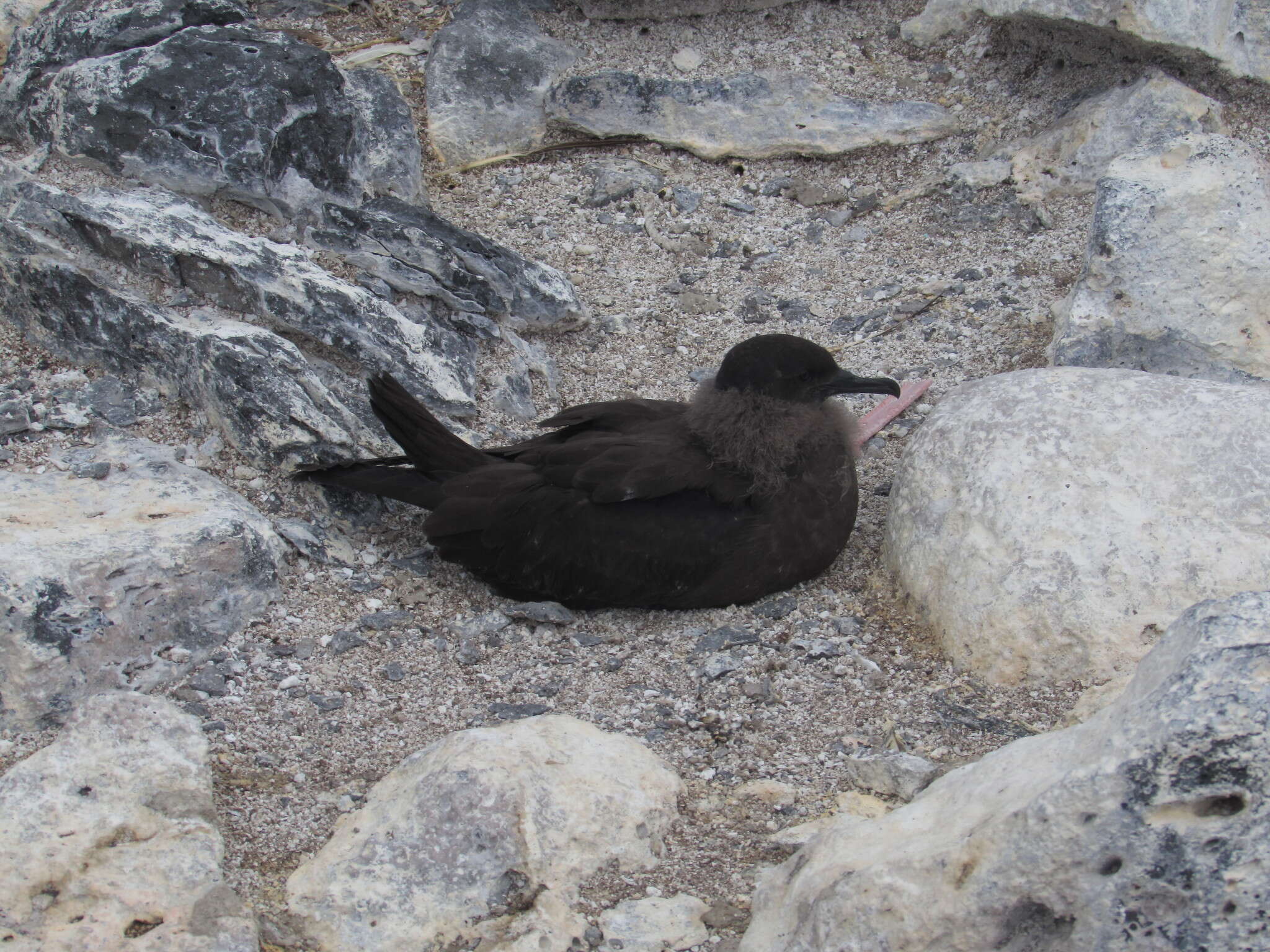 Image of Christmas Shearwater