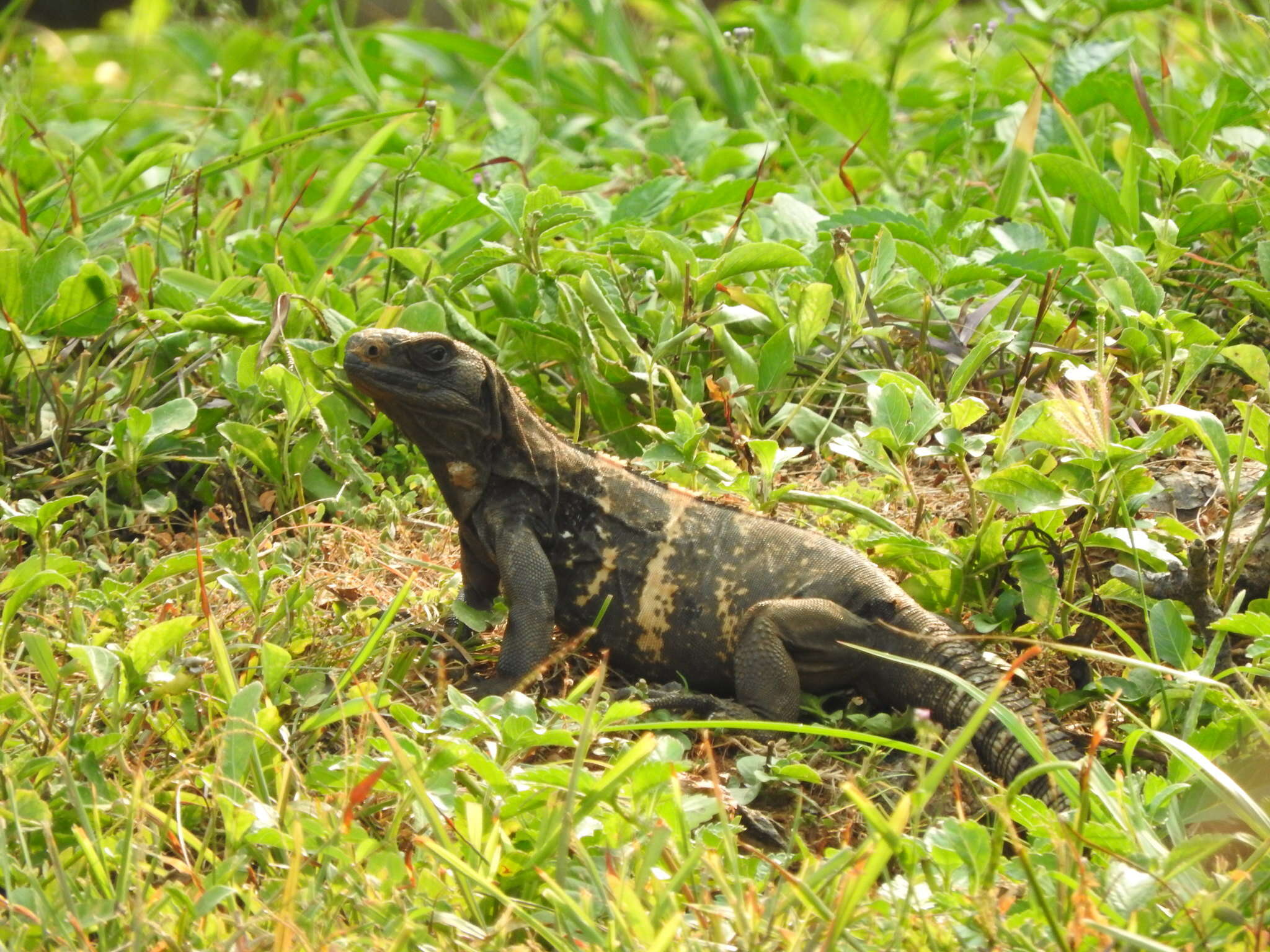 Image of De Queiroz's Spiny-tailed Iguana