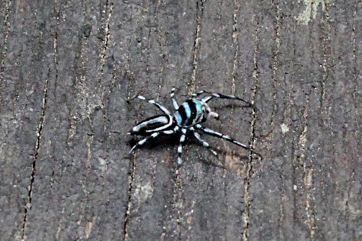 Image of Blue-banded Jumping Spider