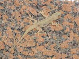 Image of Yellow-bellied house gecko