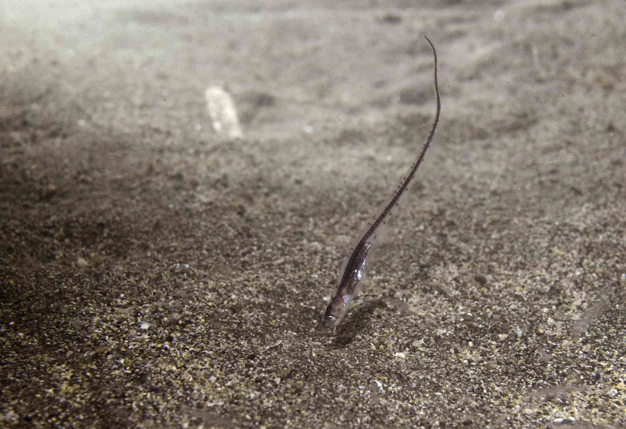 Image of Pearl Fish