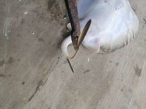 Image of Thorny Round Stingray