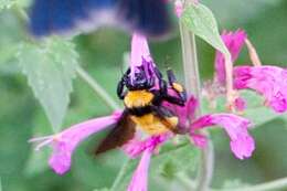 Image of Sonoran Bumble Bee