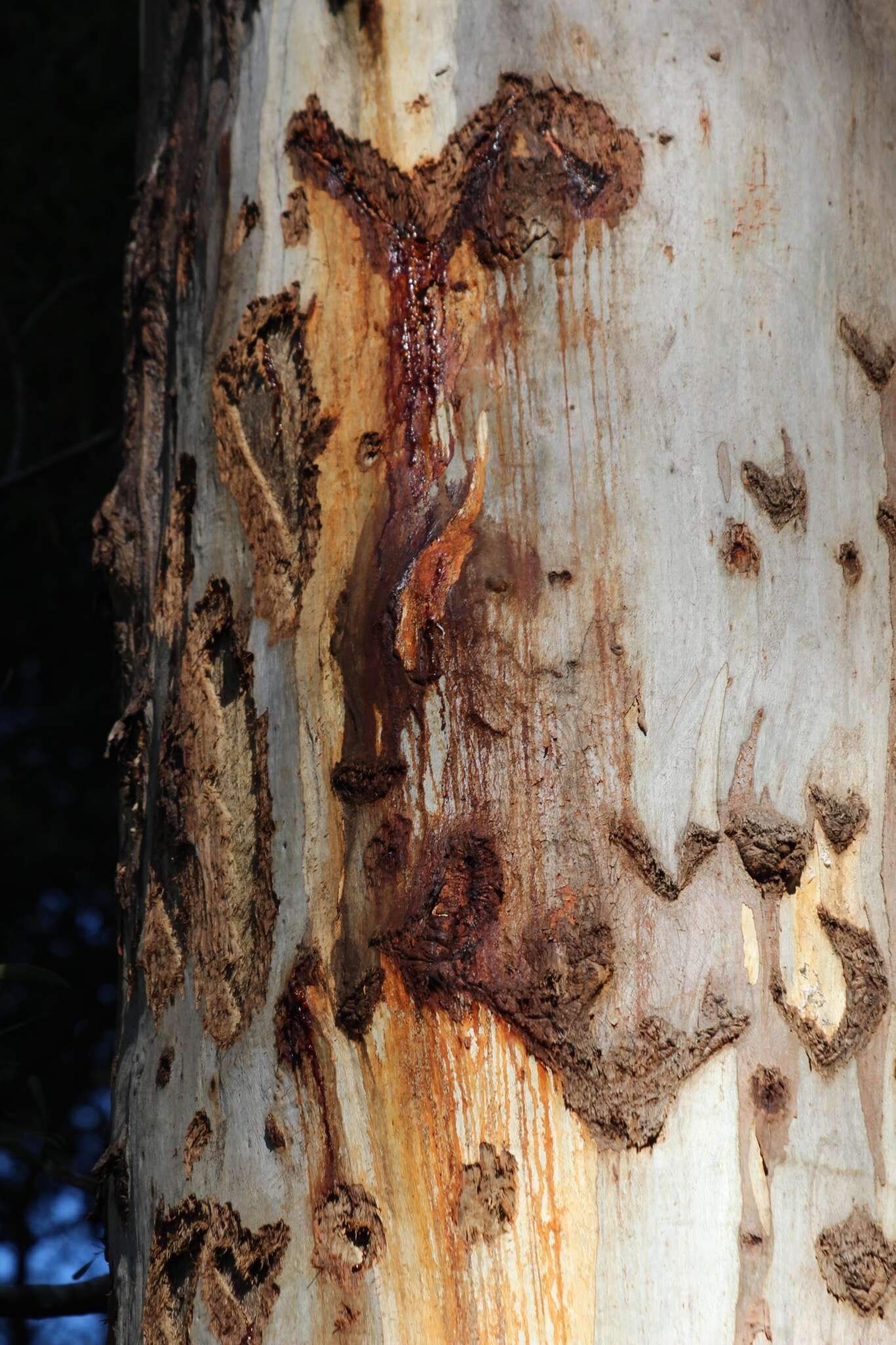 Image of Yellow-bellied Glider