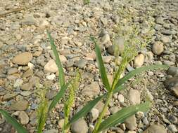 Imagem de Panicum miliaceum L.