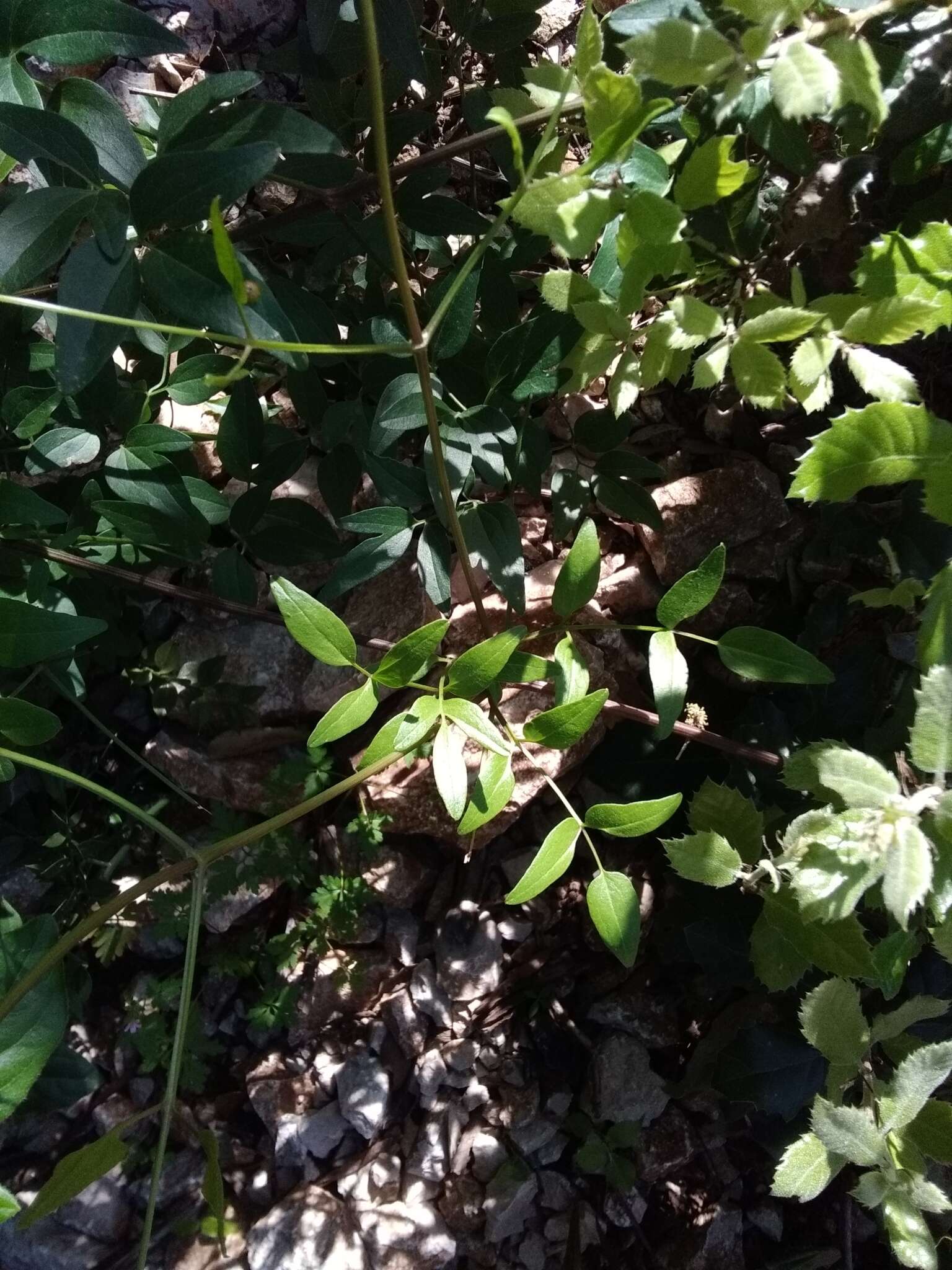 Image of fragrant clematis