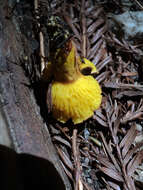 Imagem de Phylloporus arenicola A. H. Sm. & Trappe 1972