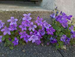 Image of Peach-leaf Bellflower