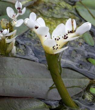 Image of Cape pondweed