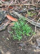 Image of narrowleaf pinweed