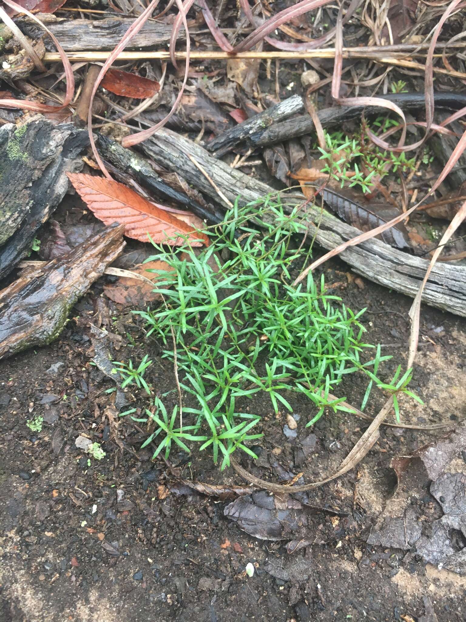 Image of narrowleaf pinweed