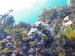 Image of Eastern Red scorpionfish