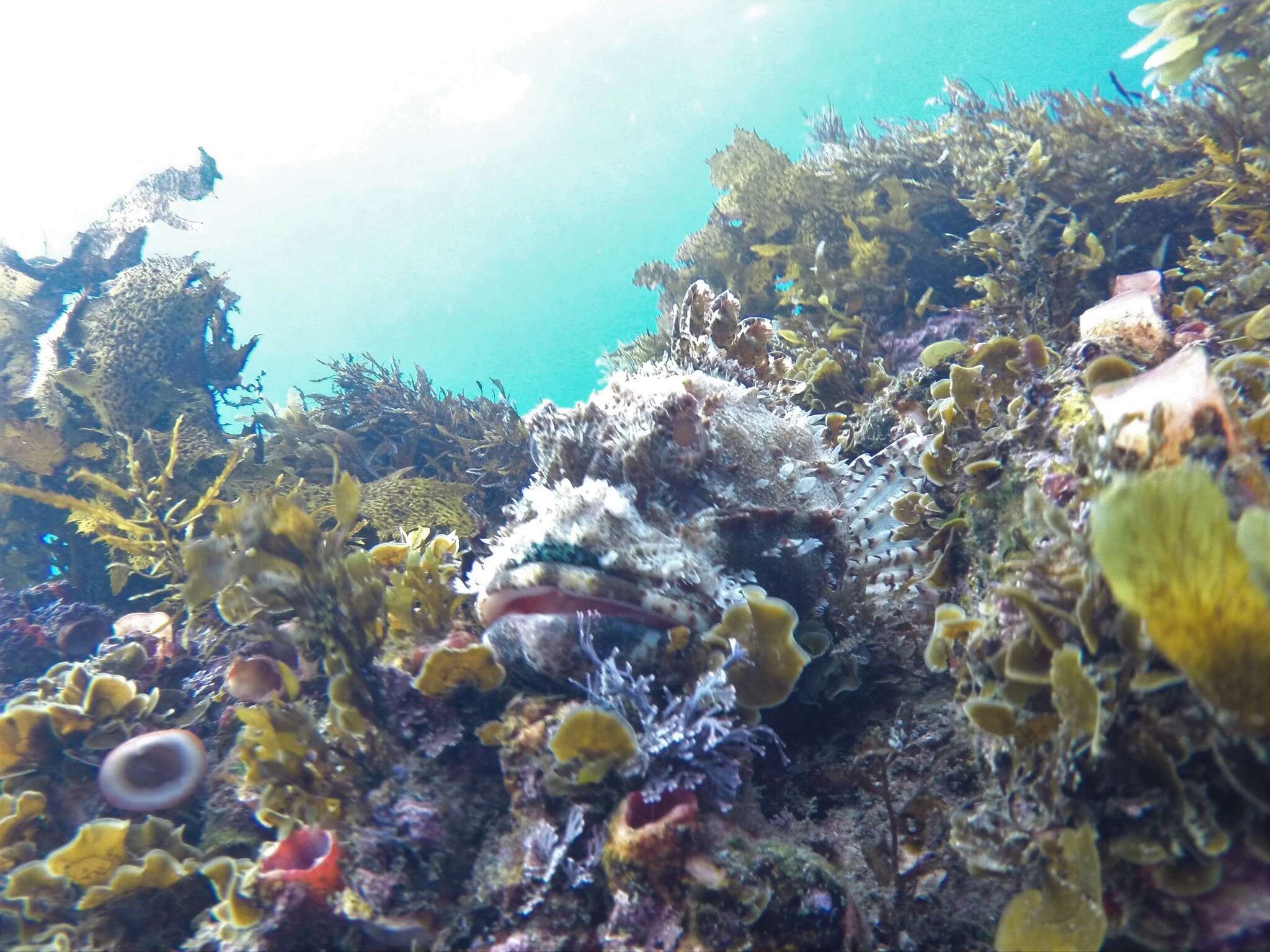 Image of Eastern Red scorpionfish