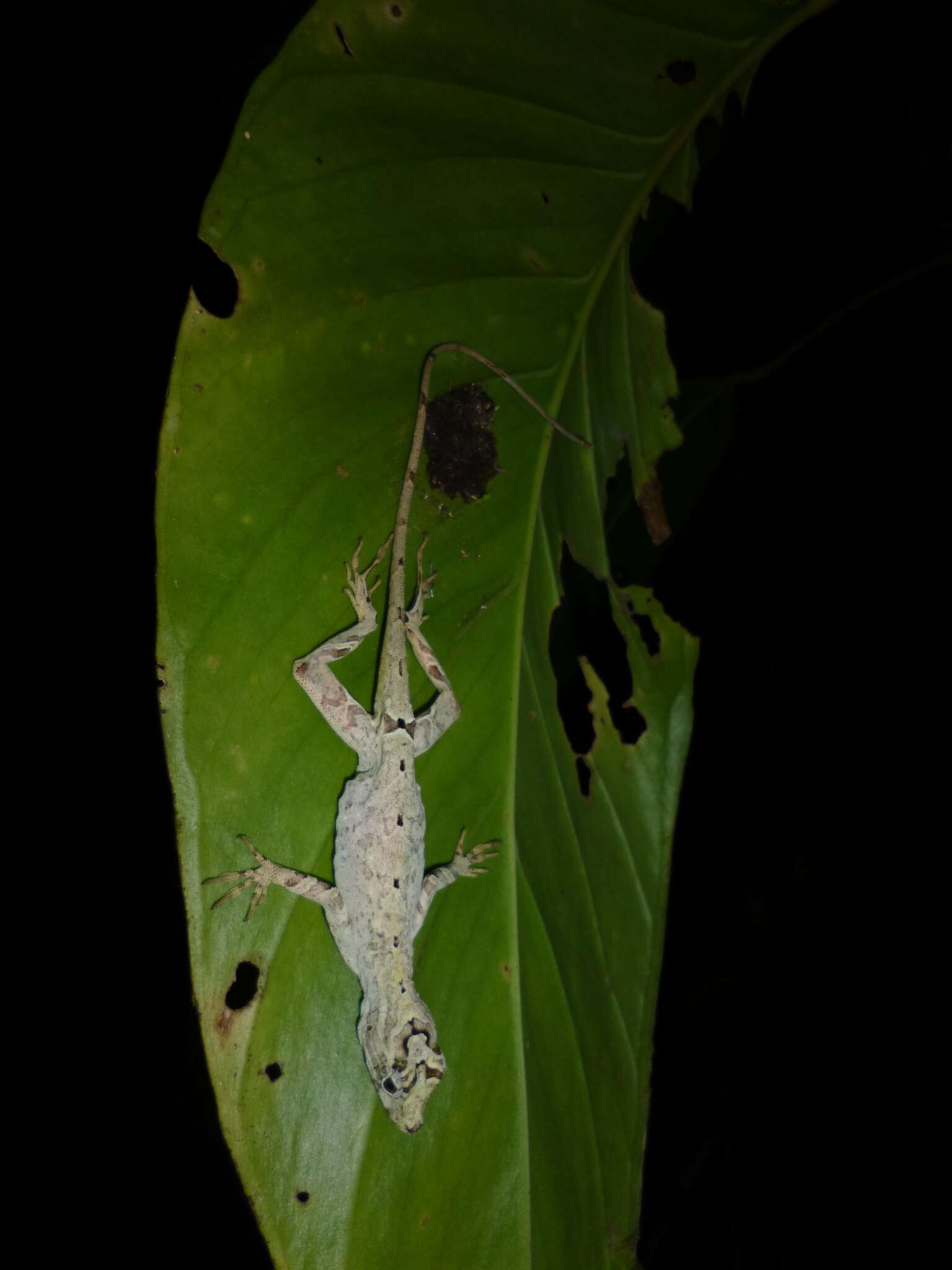 Image of Anolis lyra Poe, Velasco, Miyata & Williams 2009