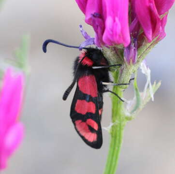 Image of Zygaena manlia Lederer 1870