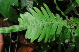 Image of Pteris heteromorpha Fée