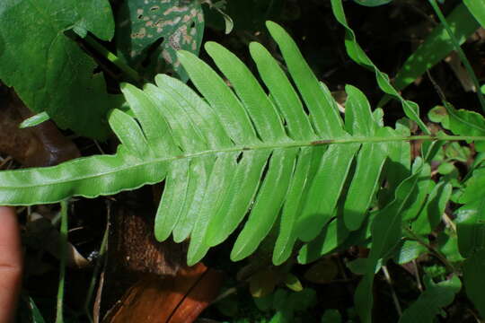 Sivun Pteris heteromorpha Fée kuva