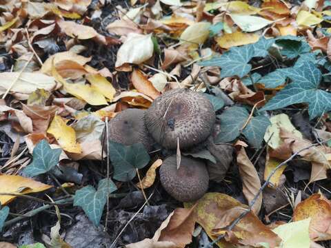 صورة Agaricus bohusii Bon 1983