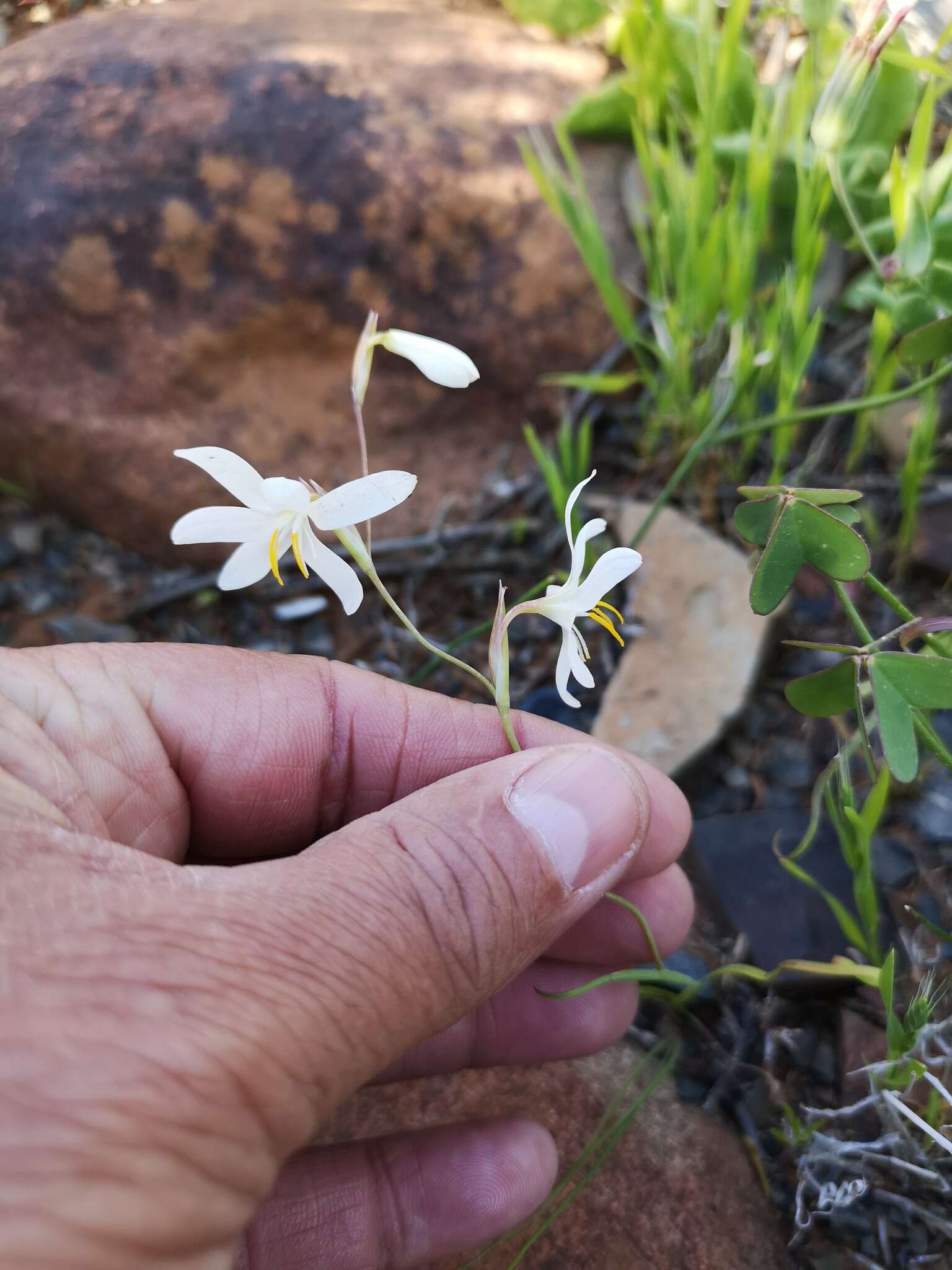 Image of Hesperantha bachmannii Baker