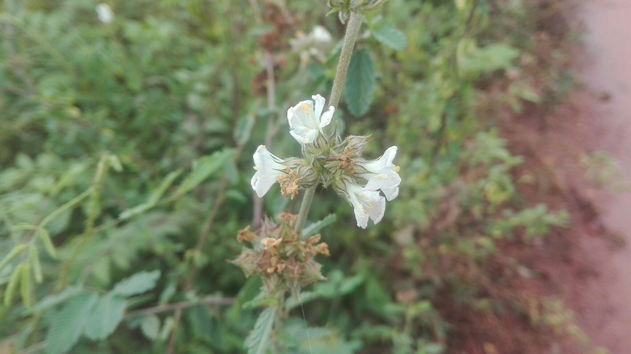 Image of Melochia parvifolia Kunth