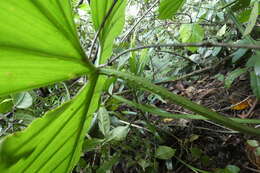 Image of Philodendron pterotum K. Koch & Augustin