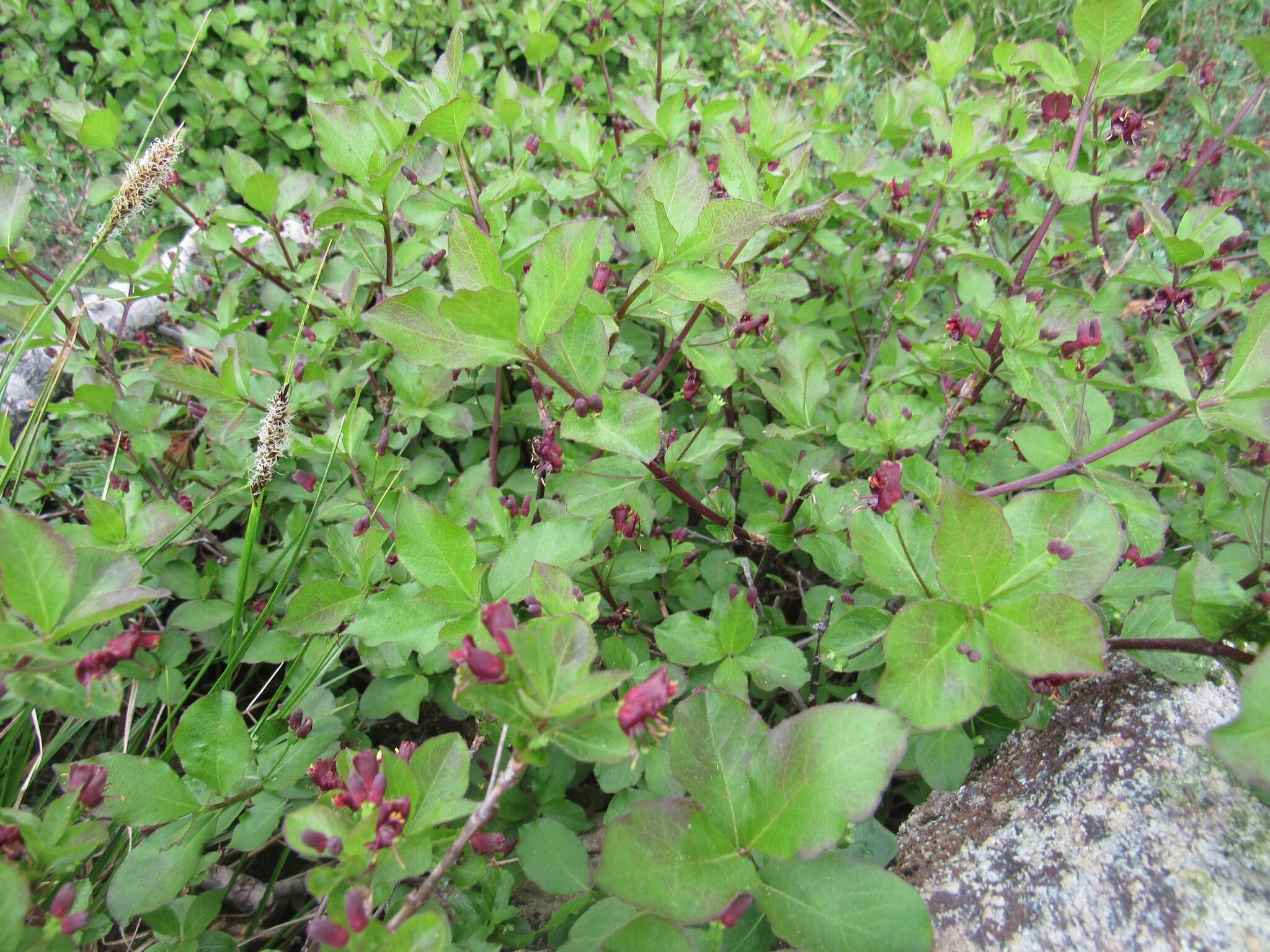 Image of purpleflower honeysuckle