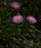 Image de Erigeron caucasicus subsp. venustus (Botsch.) Grierson