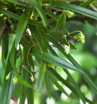 Image de Vanda falcata (Thunb.) Beer