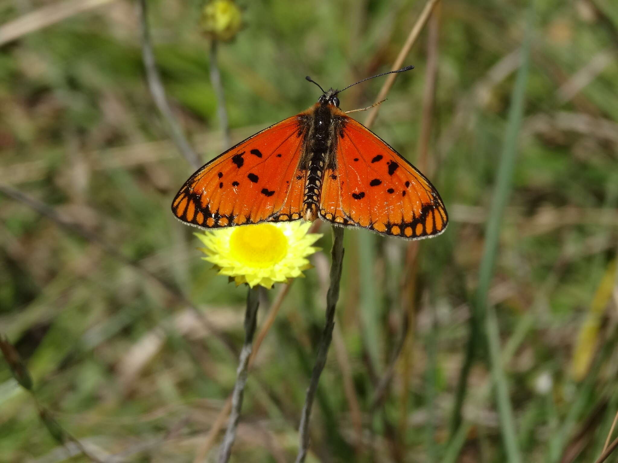 Image de Acraea anacreon Trimen 1868