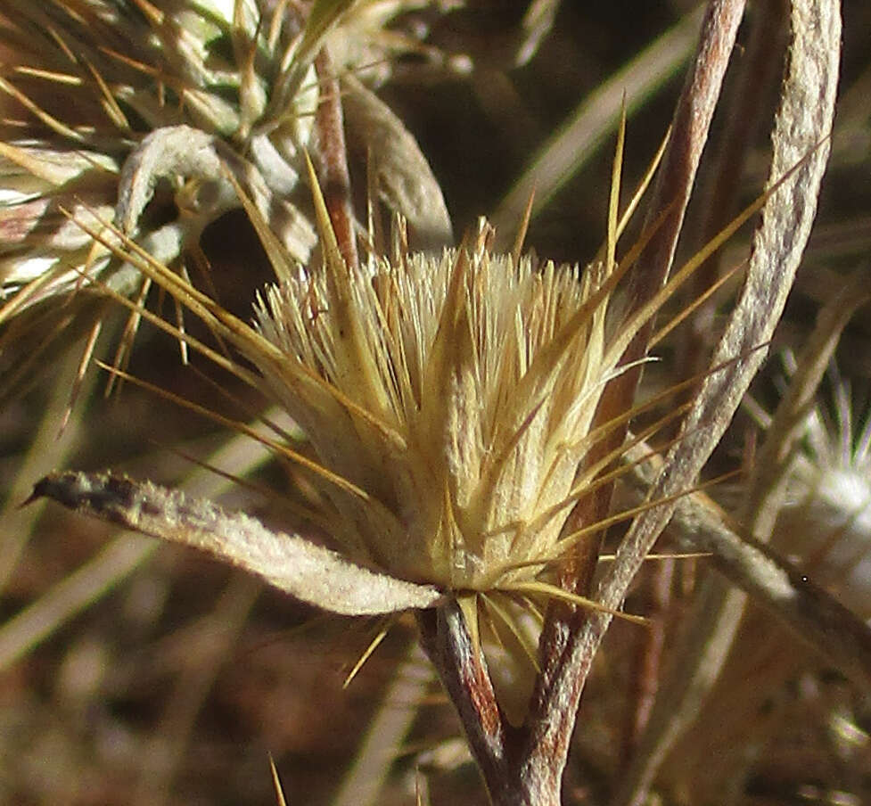 Image of Dicoma tomentosa Cass.