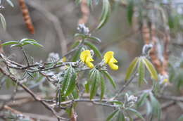 Image of Piptanthus nepalensis (Hook.) D. Don