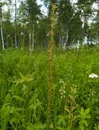 Imagem de Plantago cornuti Gouan