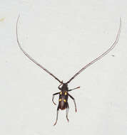 Image of Eburia longicornis Fisher 1932