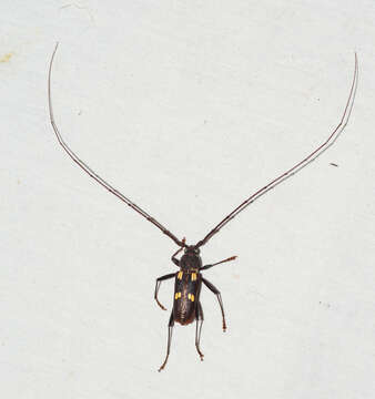 Image of Eburia longicornis Fisher 1932