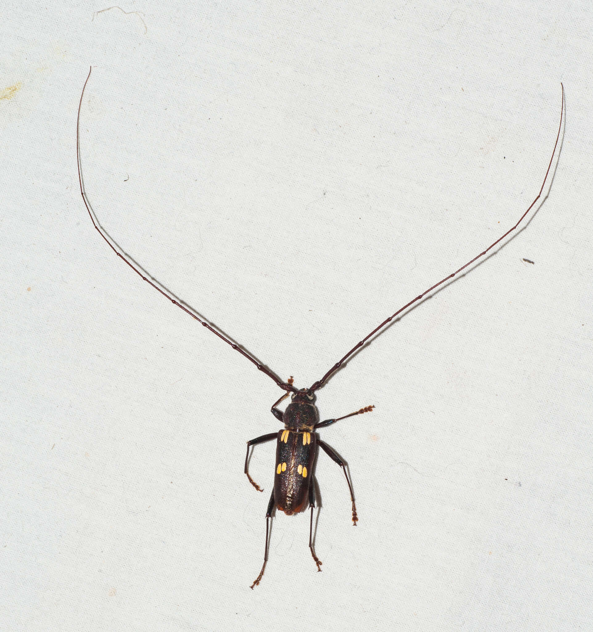 Image of Eburia longicornis Fisher 1932