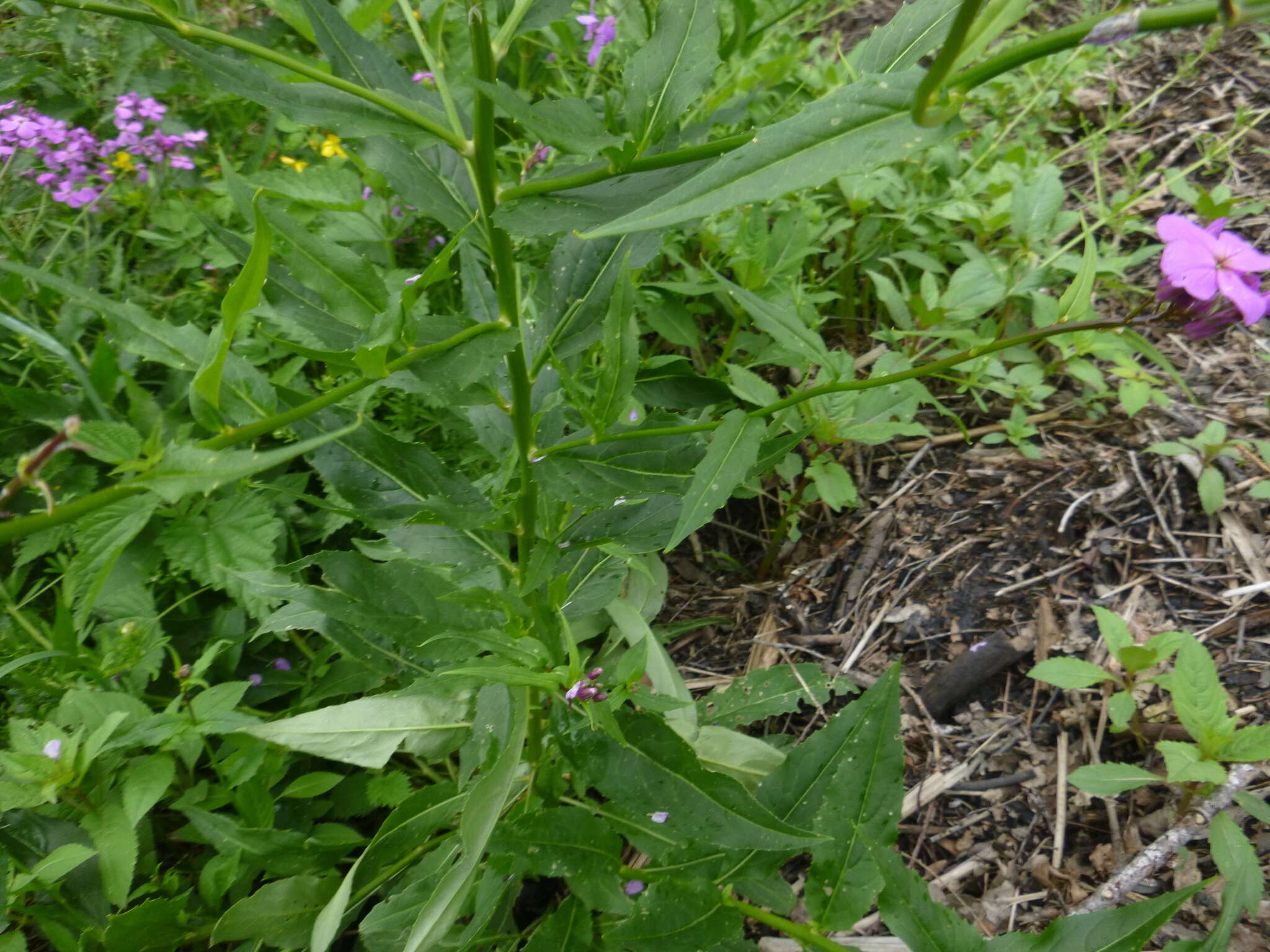 Image of Hesperis matronalis subsp. matronalis