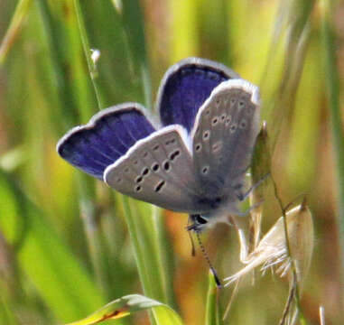 Image of Mission blue butterfly