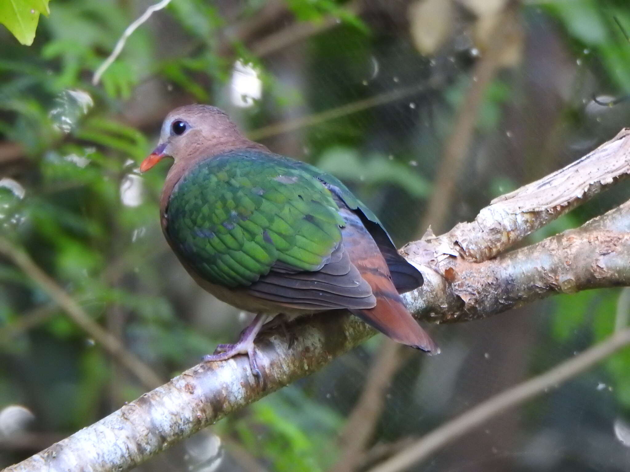 Image of Christmas Emerald Dove