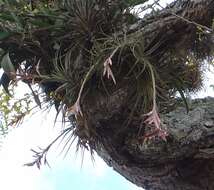 Image of Tillandsia didisticha (É. Morren) Baker