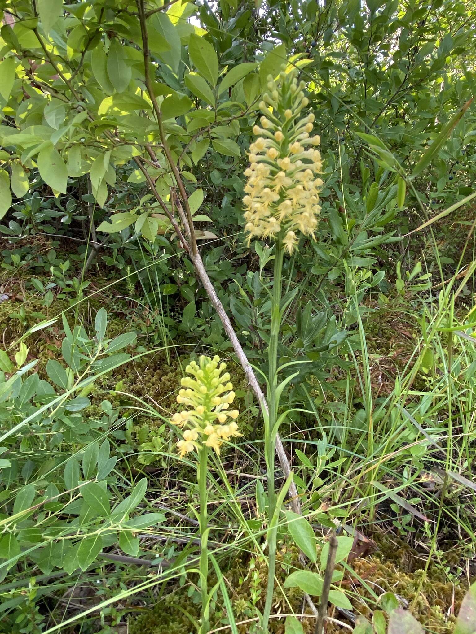 Imagem de Platanthera canbyi (Ames) Luer