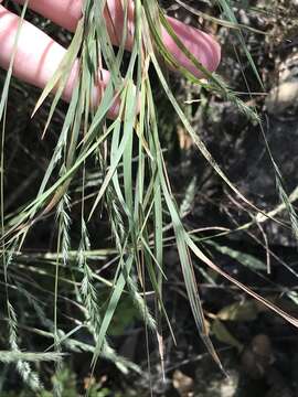 Plancia ëd Muhlenbergia frondosa (Poir.) Fernald