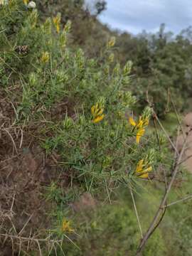 صورة Genista hirsuta subsp. hirsuta