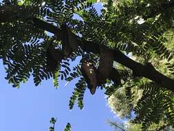 Imagem de Vachellia robusta (Burch.) Kyal. & Boatwr.