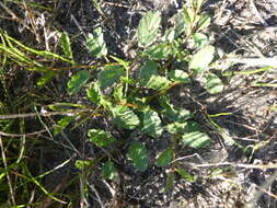 Image of Hermannia procumbens subsp. procumbens